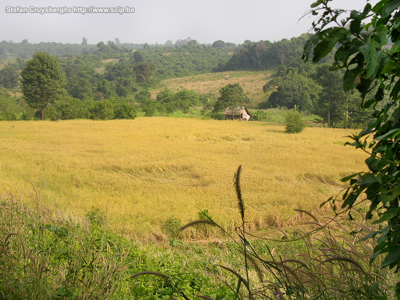 Banlung - rice fields  Stefan Cruysberghs